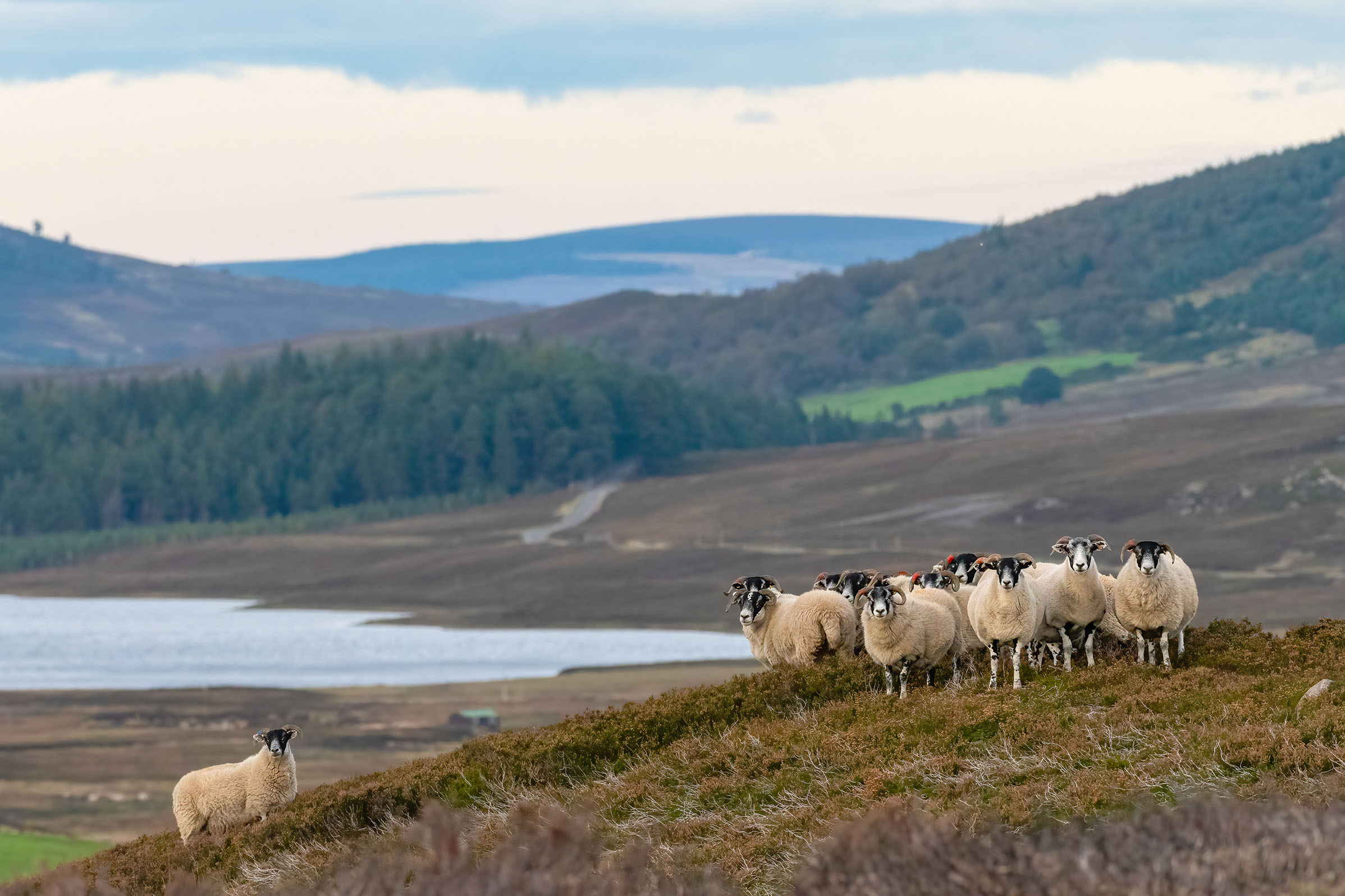 Scottish sheep in Cairngorms National Park