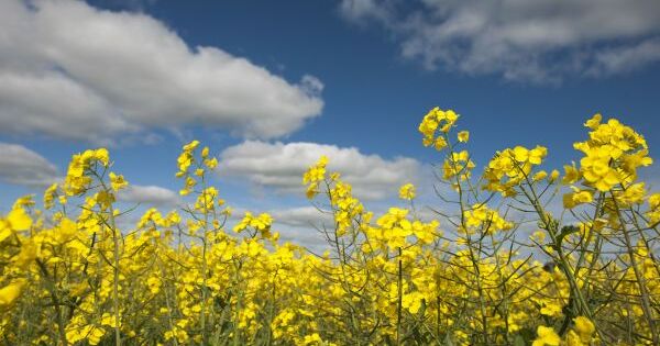 New Canola Hybrids Announced