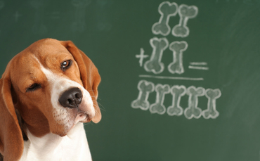 Bestinvest's Spot the Dog finds 42% increase in underperforming funds from six-year low - Baillie Gifford Bestinvest’s Spot the Dog finds 42% increase in underperforming funds from six-year low