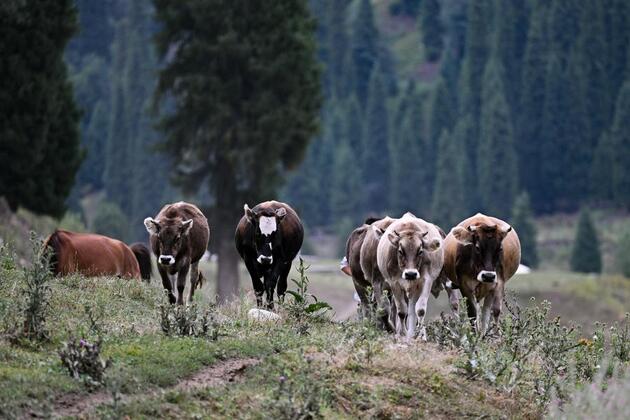 Chinese, global experts share strategies for biodiversity conservation in arid lands