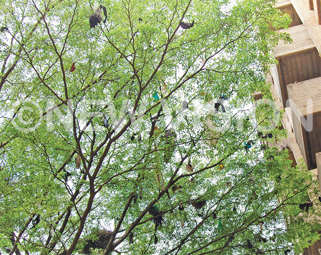  ome students at ary tuart all dispose of pads on this trees branches near their hall