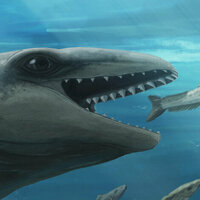 A cornucopia of tiny, bizarre whales used to live in Australian waters - here's one of them