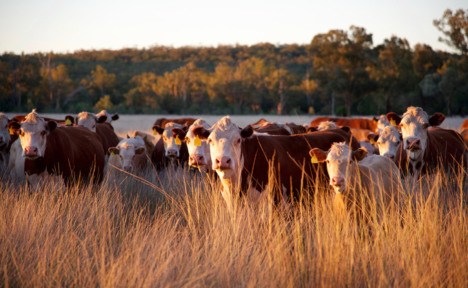 Australia expecting record beef production despite smaller herd