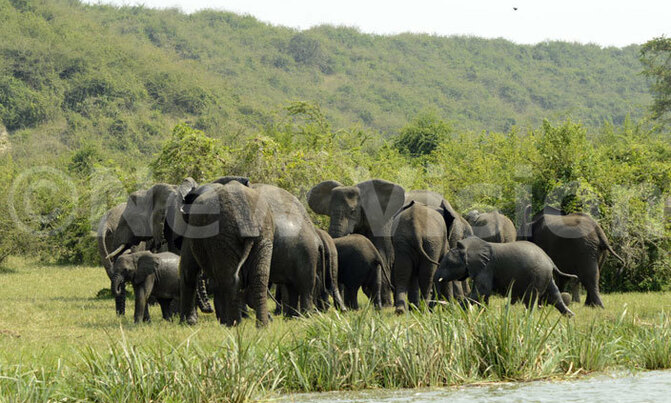 Most illegal ivory 'from recently killed elephants' Most illegal ivory 'from recently killed elephants'
