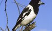  Butcherbird has resources totalling more than 263 million tonnes of manganese ore.