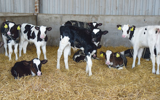 Indoor dairy calves