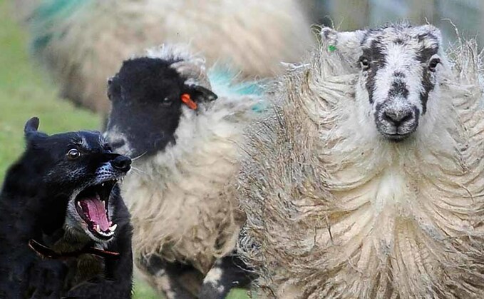 More action needed as dog attacks on livestock top £1.2 million