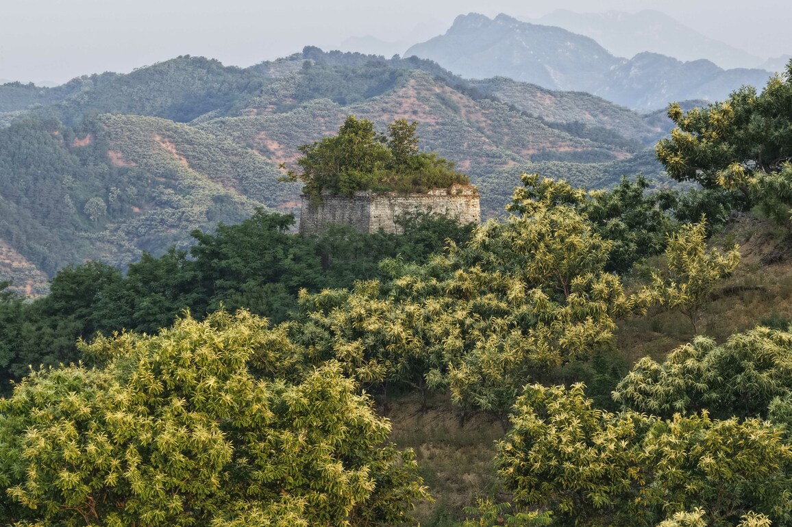 #CHINA-SUMMER SCENERY-FLOWERS (CN)