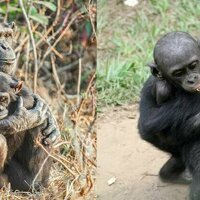 Our ape cousins show us empathy has deep evolutionary roots - new research