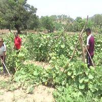 Villagers in the Darhal region resume farming after cessation of hostilities