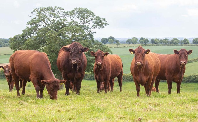 Beef market holds firm but costs bite