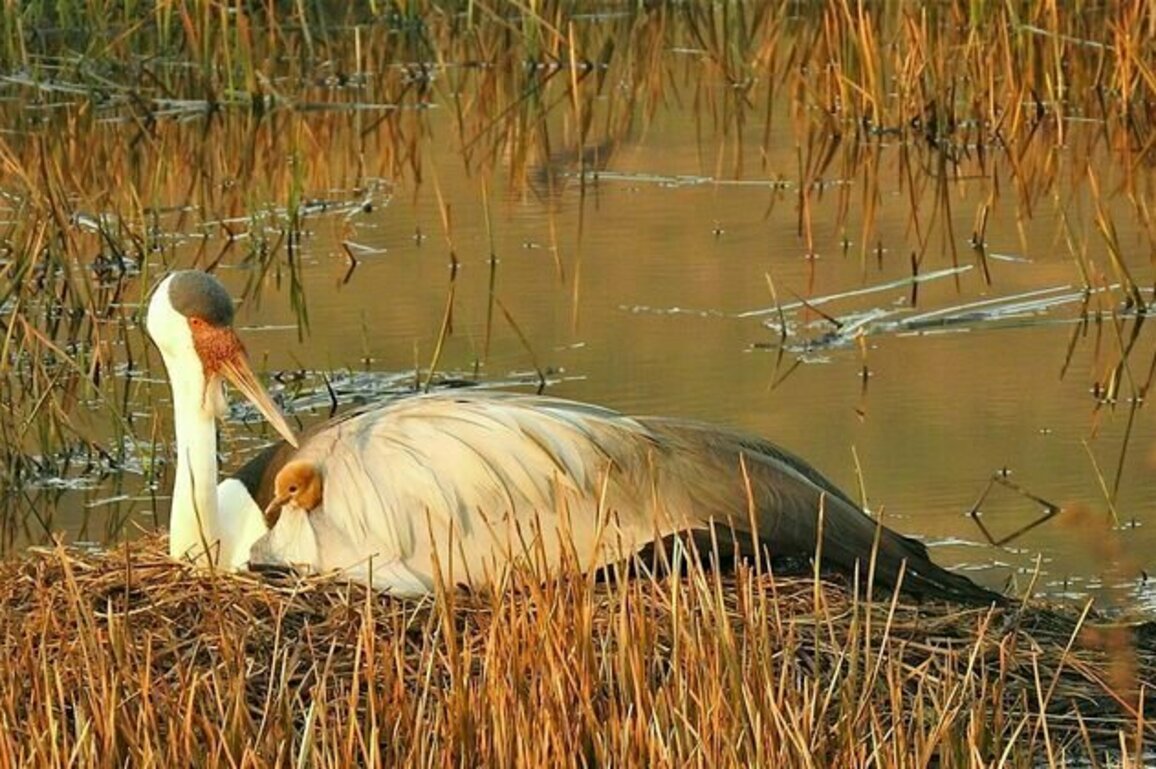 South Africa's wattled cranes are no longer critically endangered: why the birds' numbers are rising