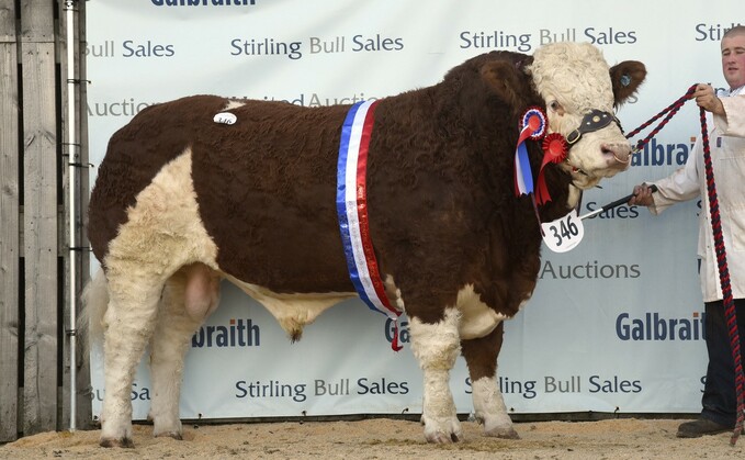Simmental overall and intermediate champion, Overhill House Neo from Richard McCulloch, Armadale which broke the male breed record and sold for 46,000gns to Reece and Andrew Simmers, Keith.