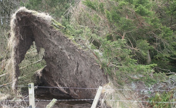 Forestry worker seriously injured in storm clean up