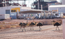  Prominent Hill locals. Image by OZ Minerals.