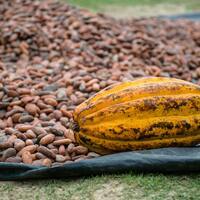 After cocoa crash, experts warn coffee prices may drop