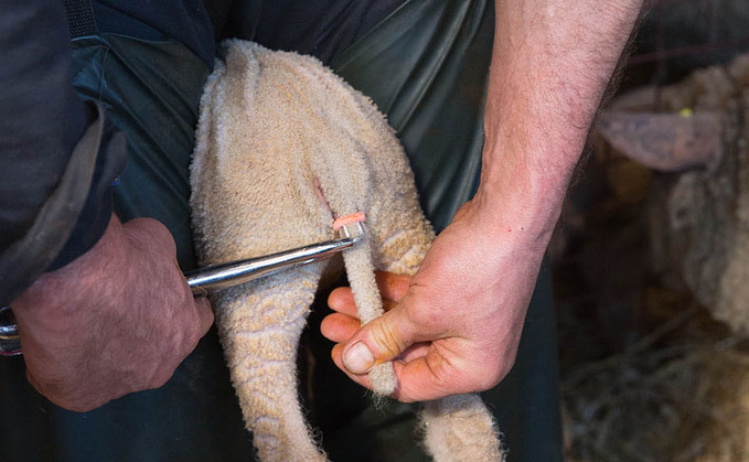 NSA calls for engagement needed to reflect reality of commercial sheep farming