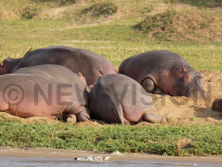 Some of the hippos along Kasinga canal in Queen Elizabeth National Park. (Photo by John Thawite)