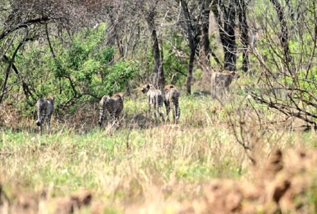 MP: Female Cheetah, her four cubs released into wild at Kuno National Park