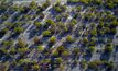  A drone shot of an earlier Greening Australia - Woodside collaboration