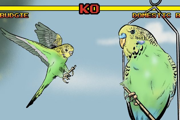 In a fight between a wild and a domestic budgie, whose feathers would fly?