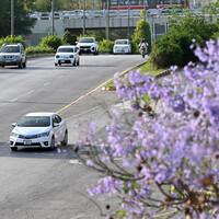 PAKISTAN-ISLAMABAD-JACARANDA-BLOOMING