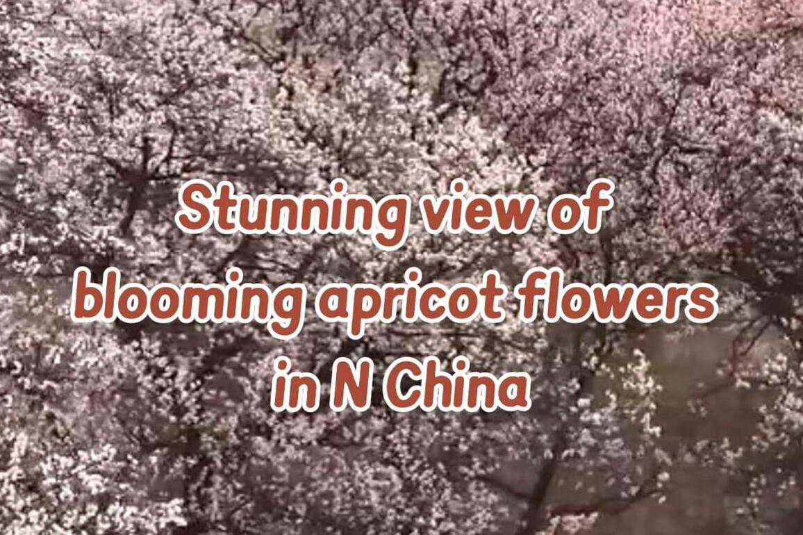 60"FlyOverChina | Stunning view of blooming apricot flowers in N China