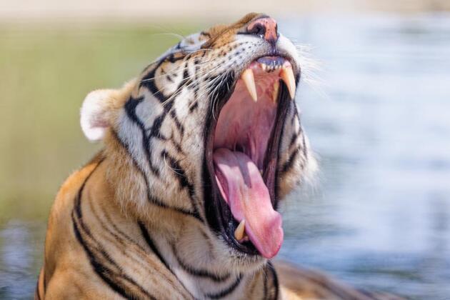 InPics | Siberian Tiger Park in NE China's Heilongjiang celebrates International Tiger Day