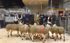 Averages up on the year at Skipton's Mule gimmer lamb opener