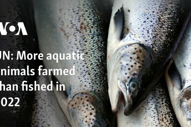 UN: More aquatic animals farmed than fished in 2022