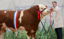 Auction mart sales round up: More records set this week, Simmentals at Dungannon, calves at Skipton and stirks at Bentham