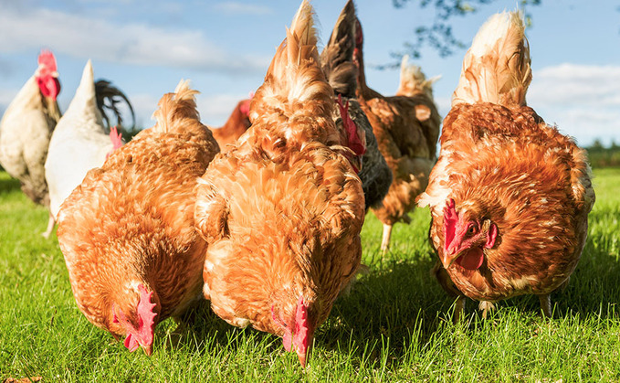 All birds in England placed under housing order