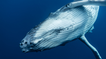 Close up of a hump back whale in the deep sea.