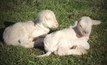 Tailored approach essential to improve lamb survival