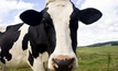 Cow's milk could help fight diabetes type 2