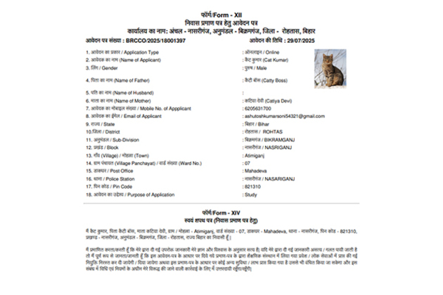Bihar: After dogs, application made for residential certificate for cat in Rohtas