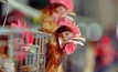 Joyce bird flu claims leave egg on face