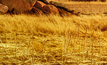 Empire's Pitfield project sits among the wheat fields of Western Australia. Credit: Chris de Blank, via Shutterstock