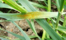  Stripe rust on wheat plant.