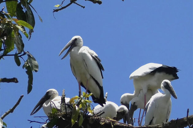 Assam's Na-mati turns into seasonal haven for Asian Openbill Storks