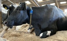 Herd monitoring tech boosts productivity on Dorset dairy farm 