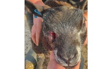 Dog shot by farmer sparks responsible ownership plea