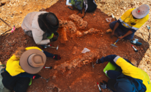 A WA Museum palaeontology team excavating a Diprotodon skeleton near Sino Iron.