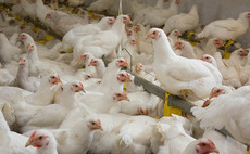 Co-op makes switch to lower broiler stocking density system