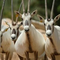 Al Ain Zoo celebrates Endangered Species Day by showcasing 57 Years of conservation success