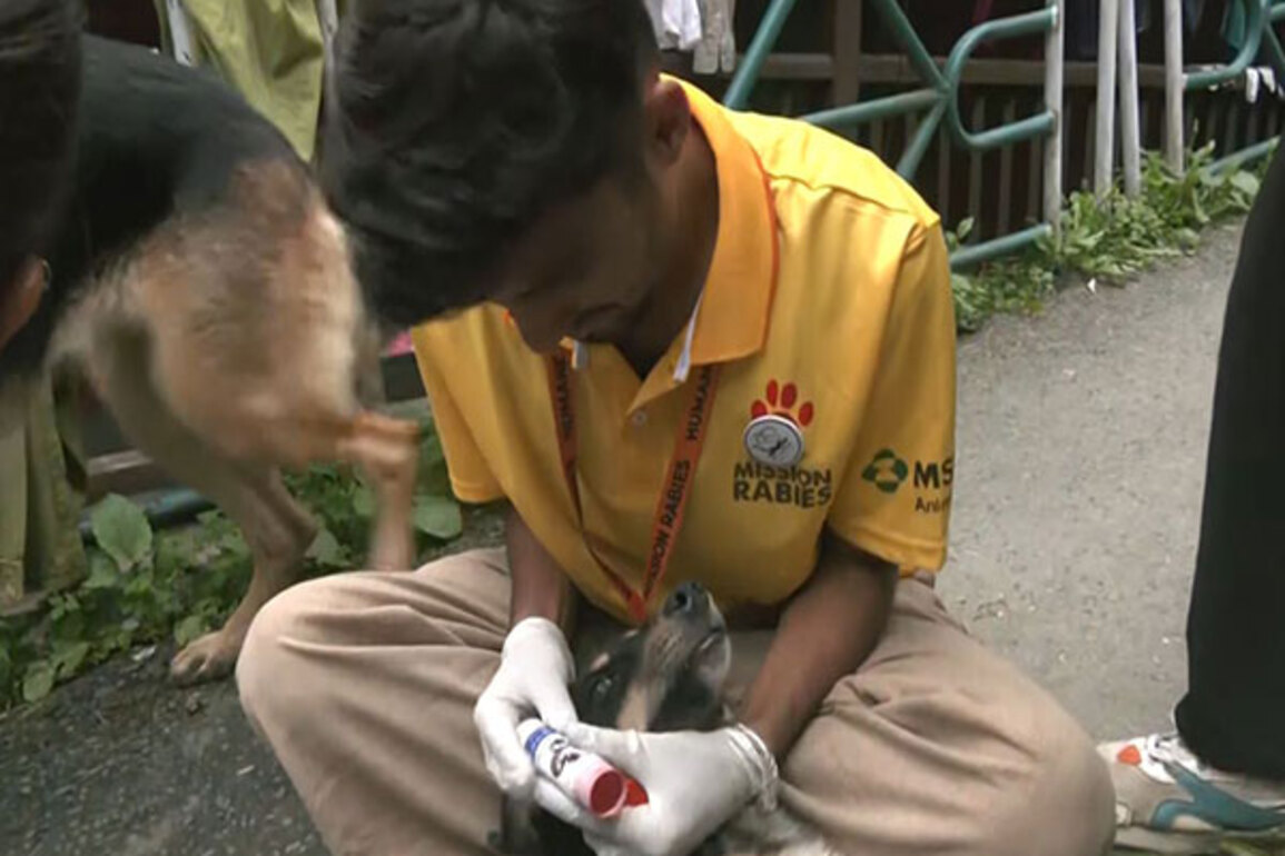 Shimla launches GPS-enabled collars, vaccination drive for stray dogs; Mayor calls it "first-of-its-kind" in India