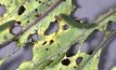 Vegetable and canola pest breakthrough