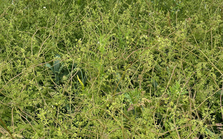 Diversity will be key to managing weeds in regenerative farming cropping systems