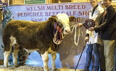 Pistyll Pablo crowned champion at Welsh Multi-breed beef calf championship