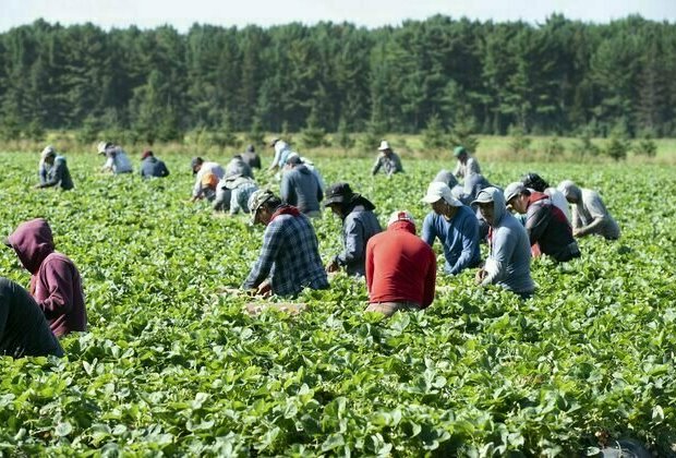 The Temporary Foreign Worker Program is a failure, and new immigration limits make a bad situation worse